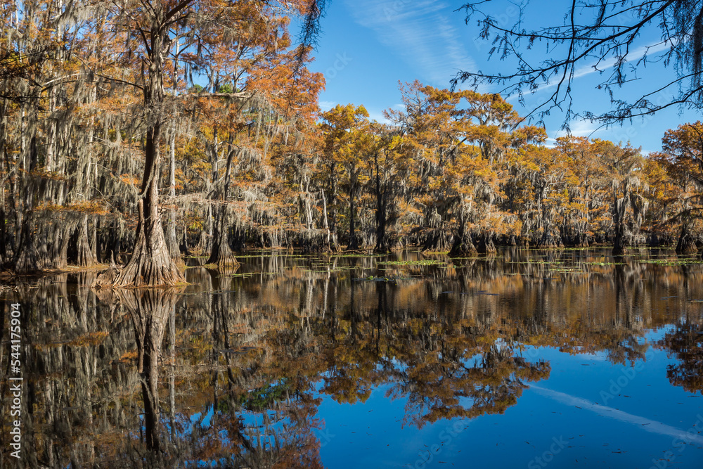Obraz premium Cypress trees with Spanish moss in autumn season. Caddo Lake in Texas