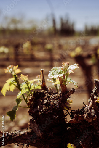 Grape vines in a vineyard at a Bodega (winery) in the Andes Mountains in the Lujan de Cuyo area of Mendoza, Argentina, South America photo