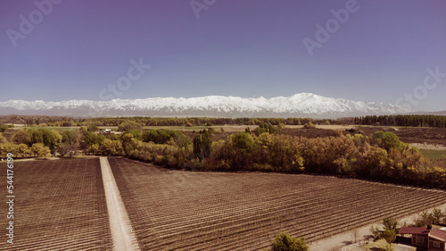 Amazing shot with a drone of a vineyard in Lujan de Cuyo, Mendoza, Argentina