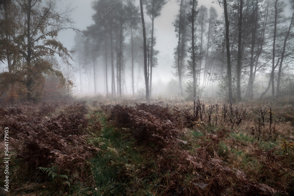 Walking in the misty forest