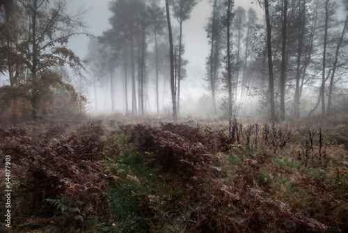 Obraz na płótnie Walking in the misty forest w salonie