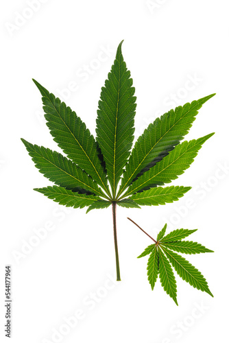 Green and yellow marijuana leafs with white background