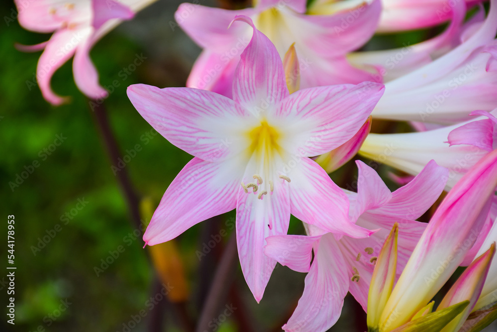 Fototapeta premium Close up of pink lily