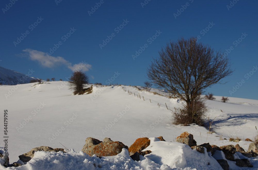 Abruzzo - Maiella Plateau - Woods with bare trees and snow Abruzzo - Maiella Plateau - Woods with bare trees and snow