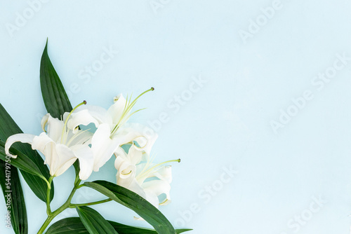 White liles flowers with leaves. Floral background photo