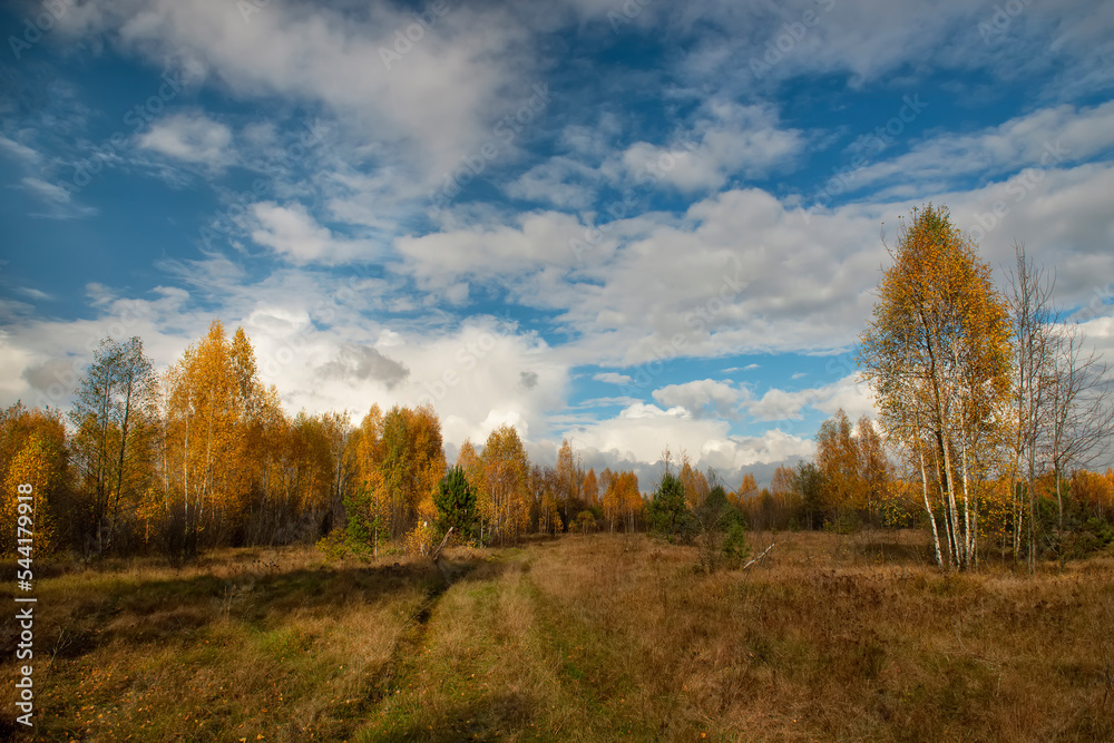 Beautiful autumn forest. Yellow birches and beautiful sky.