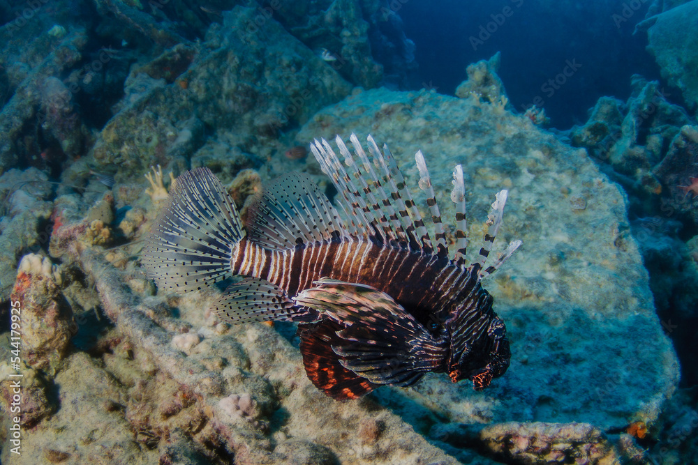 firefish firefish