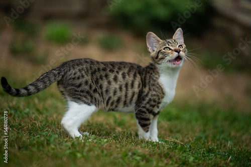 Wallpaper Mural Tabby cat in a summer garden Torontodigital.ca