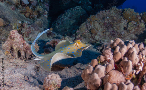 blue-spotted stingray photo