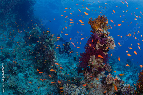 Fototapeta Naklejka Na Ścianę i Meble -  underwater coral