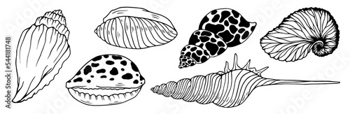 Seashells sketch set. Vector graphics.