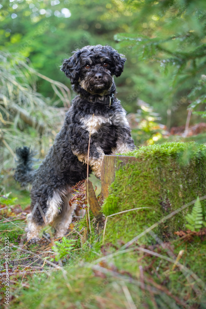 Portrait von Maltipu, Mischling aus Malteser und Pudel, auf einen Baumstamm voller Moss im Wald Portrait von Maltipu, Mischling aus Malteser und Pudel, auf einen Baumstamm voller Moss im Wald