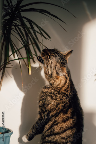 cat with plant