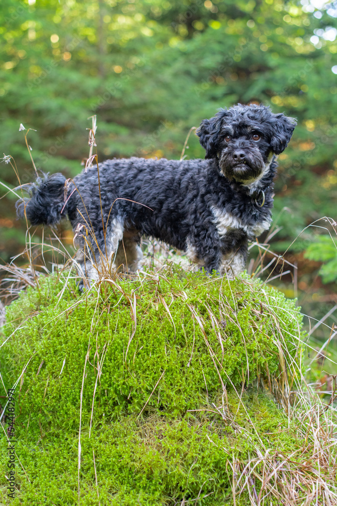 Portrait von Maltipu Hund, Malteser/Pudel Mix, im Wald Portrait von Maltipu Hund, Malteser/Pudel Mix, im Wald