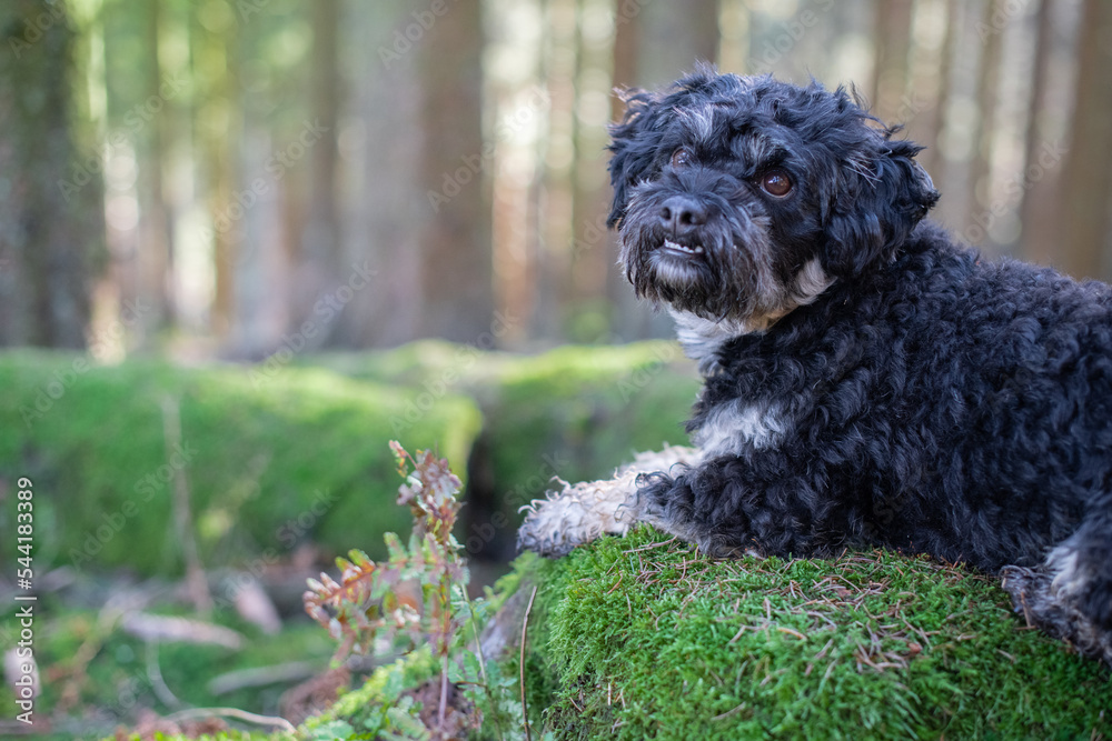 Portrait von Maltipu Hund, Malteser/Pudel Mix, im Wald Portrait von Maltipu Hund, Malteser/Pudel Mix, im Wald