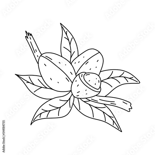 Hand drawn argan fruit icon in doodle style. Cartoon argan fruit vector icon for web design isolated on white background.