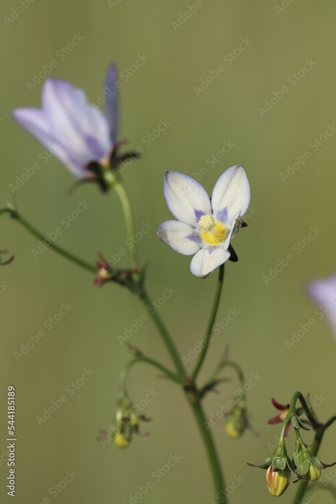 Obraz premium bee on a flower