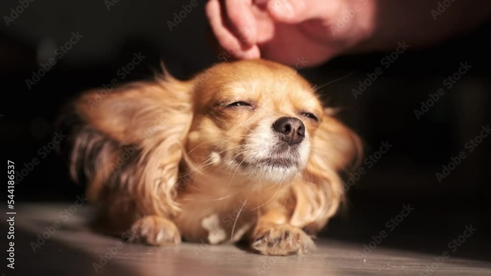 Funny dog Chihuahua with red hairs lying on the floor in sunny rays Funny dog Chihuahua with red hairs lying on the floor in sunny rays