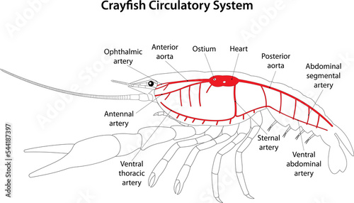 Fotografija Crayfish Circulatory System.