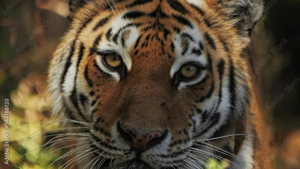 SLOW MOTION A portrait of a tiger looking menacingly straight into the camera