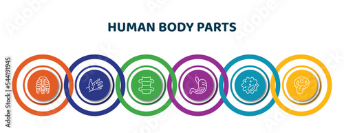 editable thin line icons with infographic template. infographic for human body parts concept. included human ribs, hand showing palm, spine bone, stoh with liquids, basophil, tonsil icons. photo