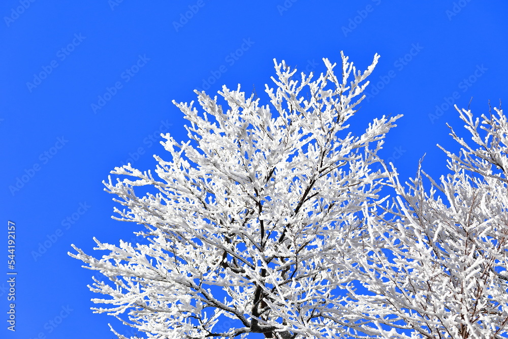 상고대가 아름답게 피어난 한라산의 겨울 풍경이다.