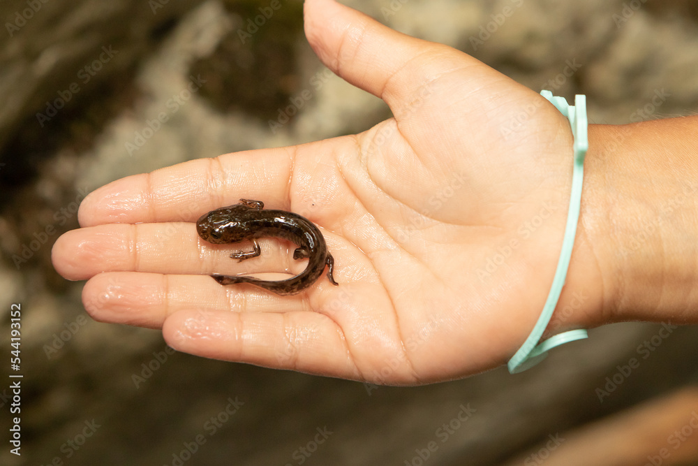 newt on a child's hand