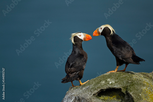 Puffin, Katmai National Park, Alaska