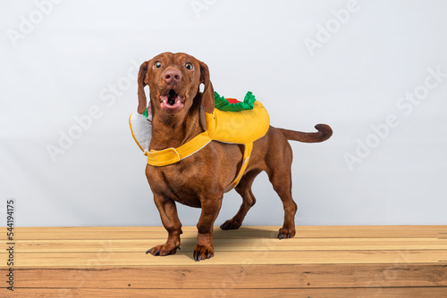 Dachshund dog posing in her hotdog suit, on a white background