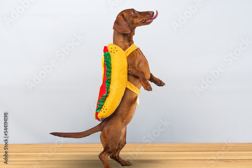 Dachshund dog posing in her hotdog suit, on a white background