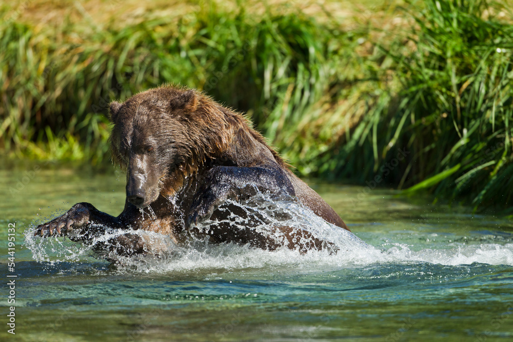 Brown Bear Fishing for Salmon, Katmai National Park, Alaska Brown Bear Fishing for Salmon, Katmai National Park, Alaska