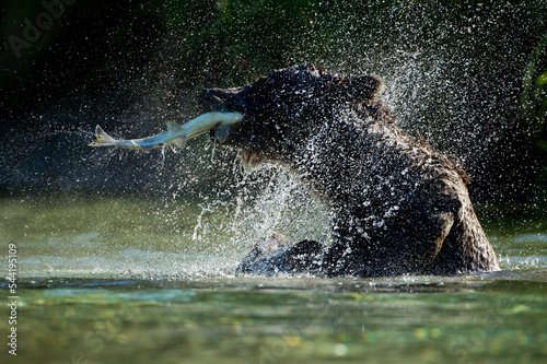 Brown Bear Shaking Off Water, Katmai National Park, Alaska