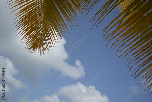 A view on a palm leaves against the blue sky. Aruba, Palm beach. Tropical background. Space for copy. © Lara Red