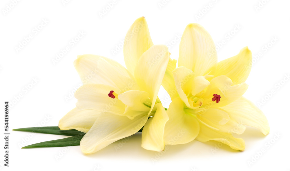 Two yellow lilies. Two yellow lilies.