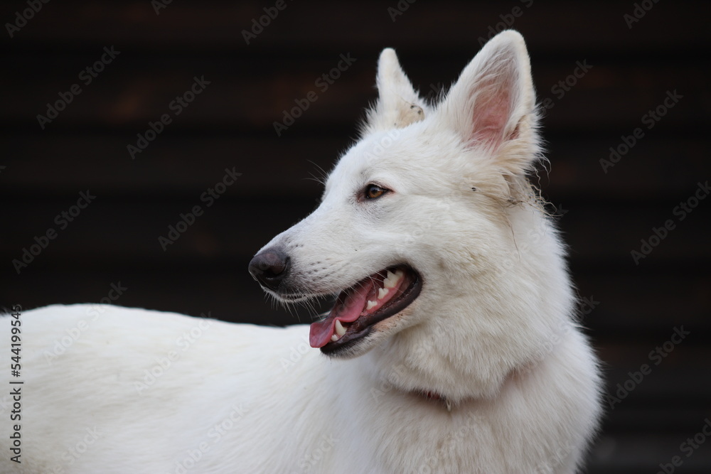 White Swiss Shepherd Dog - portrait of young Berger Blanc Suisse 