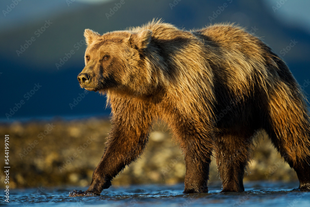 Fototapeta premium Brown Bear, Katmai National Park, Alaska