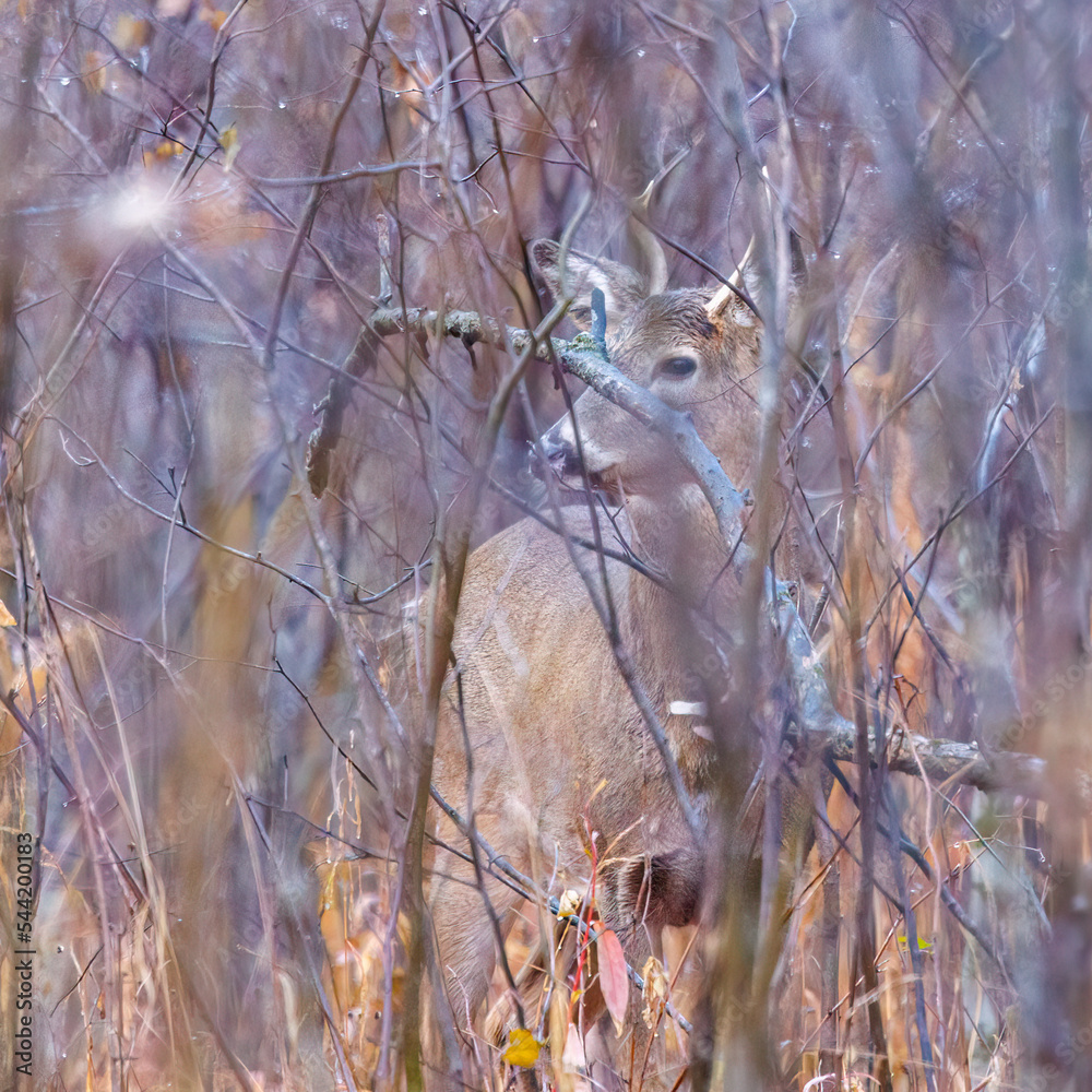 Obraz premium White-tailed Buck (Odocoileus virginianus) in thick brush during fall in Wisonsin. Selective focus, background blur and foreground blur. 