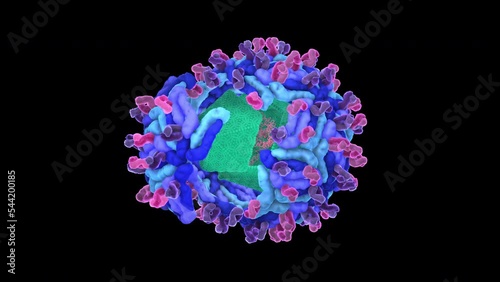 Flavivirus: West Nile virus structure (WNV), protein envelope, nucleocapsid, single-stranded RNA. The west nile virus can cause encephalitis in humans. It is transmitted by mosquitoes, 3d animation.