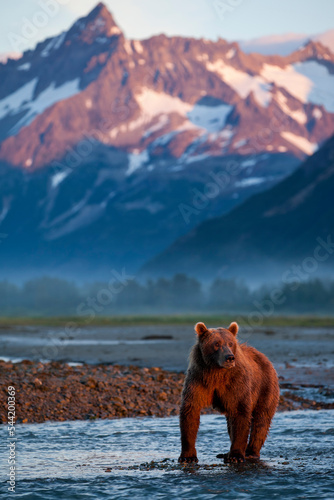 Brown Bear at Dawn, Katmai National Park, Alaska