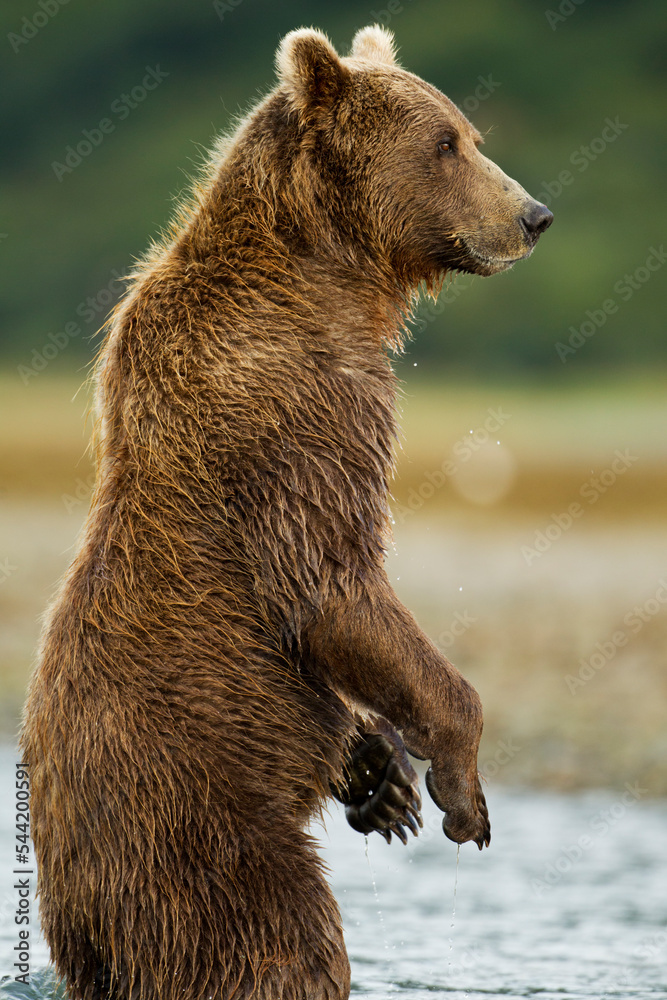Obraz premium Standing Brown Bear, Katmai National Park, Alaska