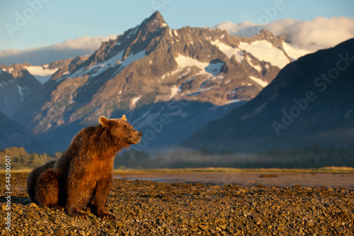 Brown Bear at Dawn  Katmai National Park  Alaska