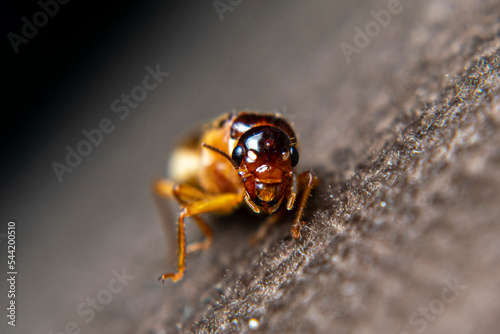 Close Up of Swarmers, moths, flying termite, winged termites, subterranean termites, drywood termites come out of termites nests to mate and create new colonies.This moth comes out in the rainy season photo