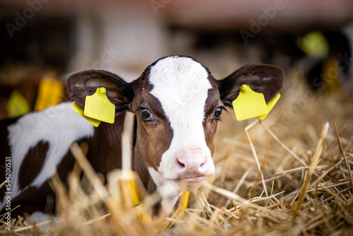Photo Close up view of holstein calf lying in straw inside dairy farm.