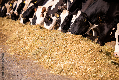 Healthy cows eating food at the farm.