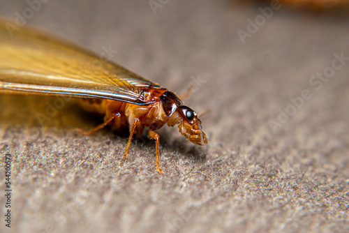 Close Up of Swarmers, moths, flying termite, winged termites, subterranean termites, drywood termites come out of termites nests to mate and create new colonies.This moth comes out in the rainy season photo