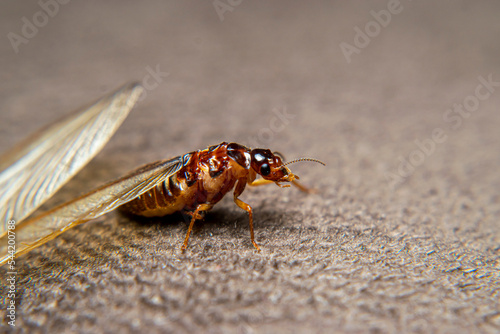 Close Up of Swarmers, moths, flying termite, winged termites, subterranean termites, drywood termites come out of termites nests to mate and create new colonies.This moth comes out in the rainy season photo