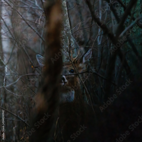 White-tailed Buck (Odocoileus virginianus) in thick brush during fall in Wisonsin. Selective focus, background blur and foreground blur.
 photo