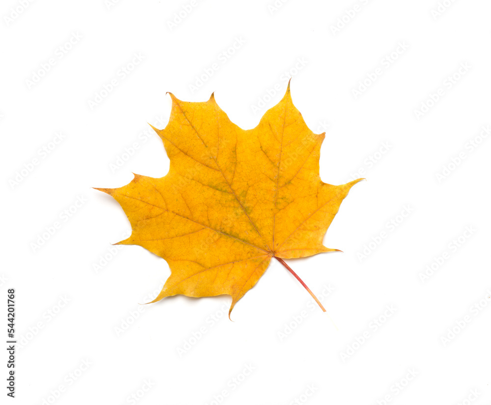 Colorful autumn maple leaf isolated on white, top view