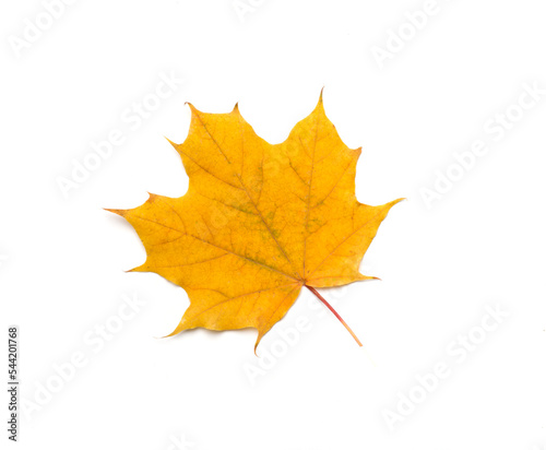 Colorful autumn maple leaf isolated on white  top view