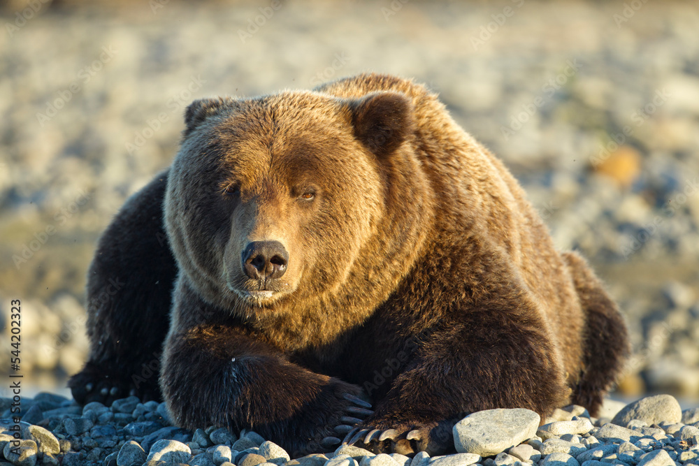 Fototapeta premium Resting Brown Bear, Katmai National Park, Alaska